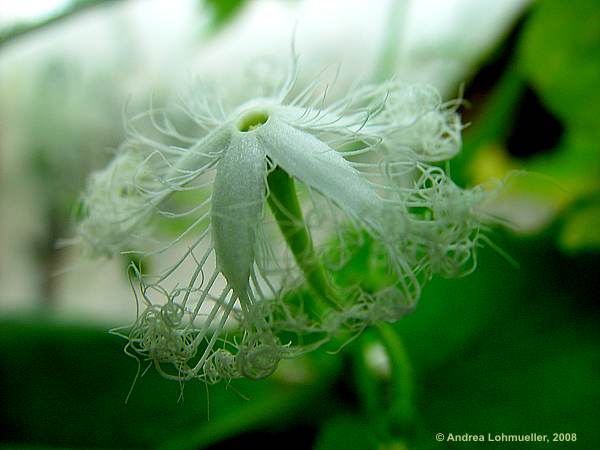 Trichosanthes cucumerina