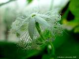 Trichosanthes cucumerina