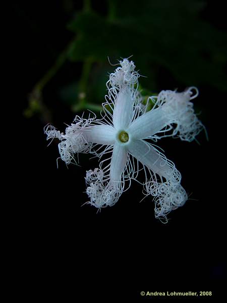 Trichosanthes cucumerina