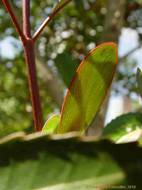 Cunonia capensis