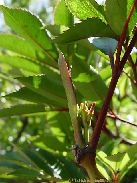 Cunonia capensis