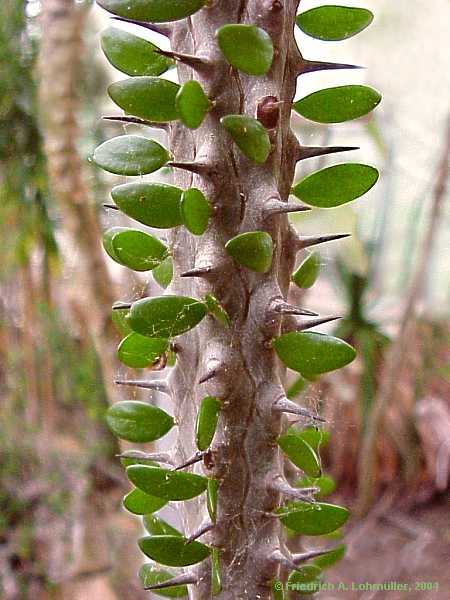 Alluaudia procera