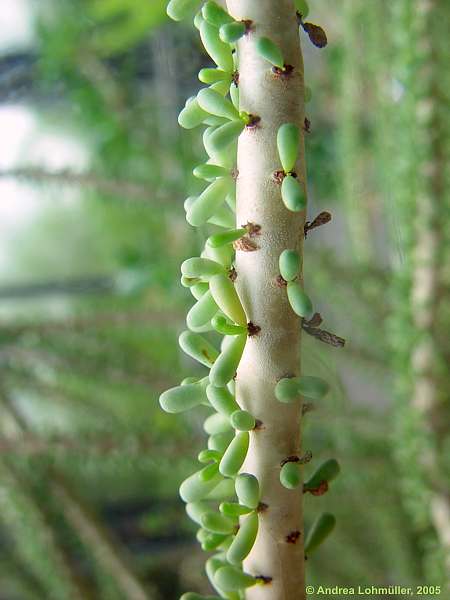 Ceraria namaquensis