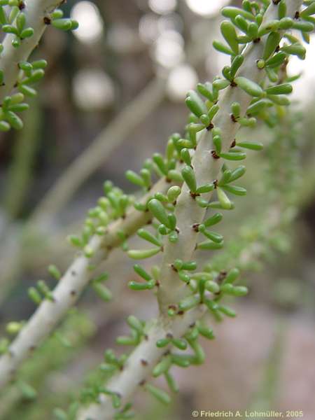 Ceraria namaquensis