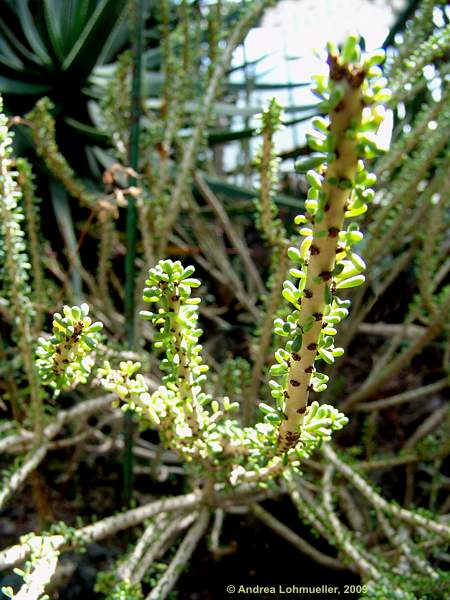 Ceraria namaquensis