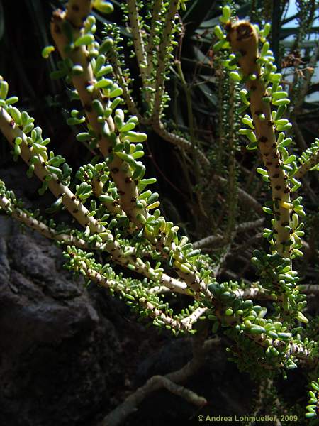 Ceraria namaquensis