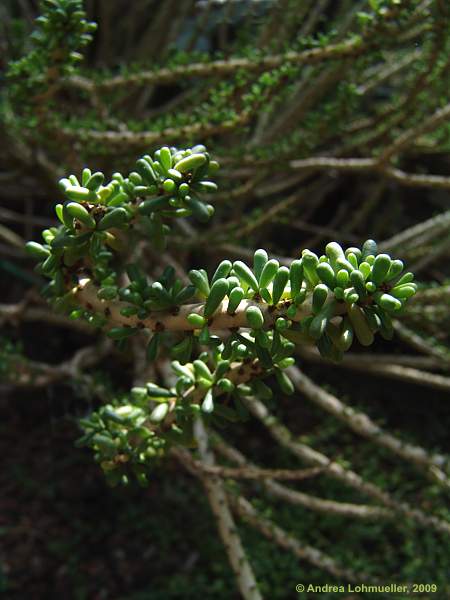 Ceraria namaquensis