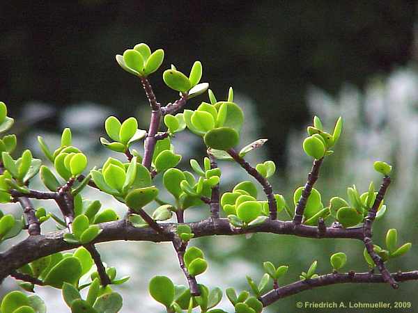 Portulacaria afra