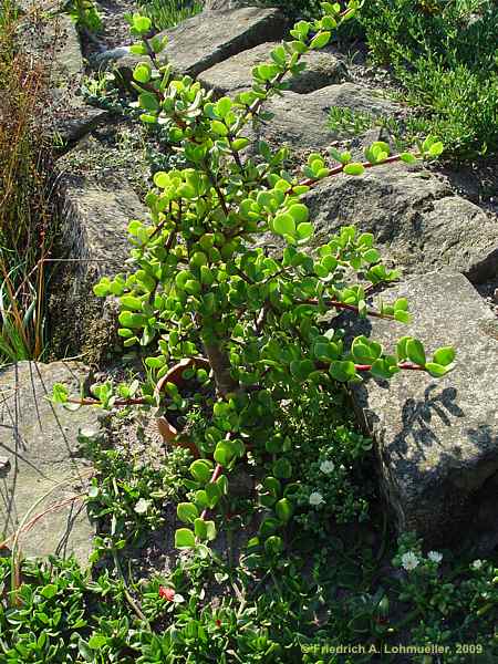 Portulacaria afra