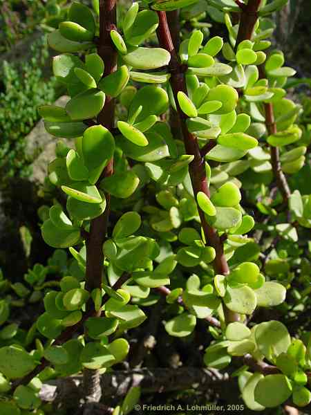 Portulacaria afra