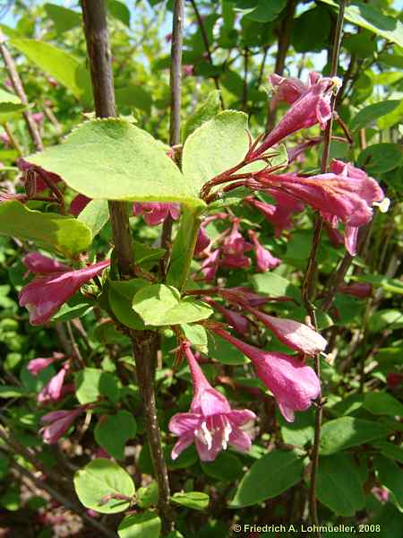 Weigela praecox