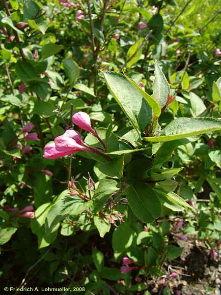 Weigela praecox