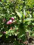 Weigela praecox