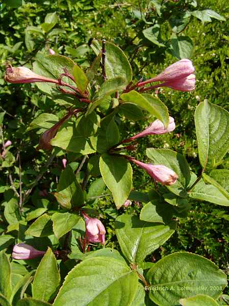 Weigela praecox