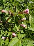 Weigela praecox