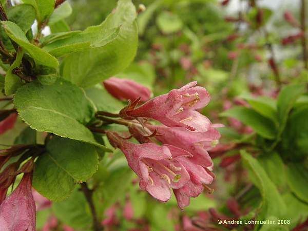 Weigela praecox