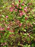 Weigela praecox