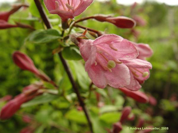 Weigela praecox