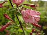 Weigela praecox