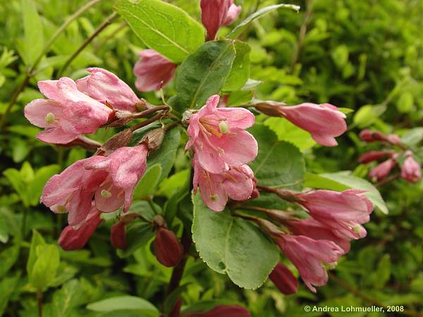 Weigela praecox