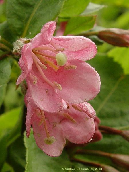 Weigela praecox