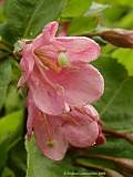 Weigela praecox