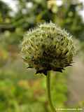 Cephalaria alpina