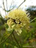 Cephalaria alpina