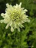 Cephalaria tatarica