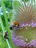 Dipsacus sylvestris