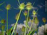 Dipsacus  sylvestris