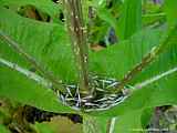 Dipsacus sylvestris