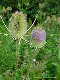 Dipsacus sylvestris