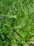 Dipsacus sylvestris