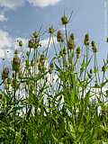 Dipsacus sylvestris