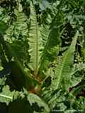 Dipsacus  sylvestris