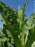 Dipsacus sylvestris