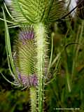 Dipsacus  sylvestris