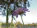 Knautia arvensis