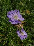 Scabiosa caucasica