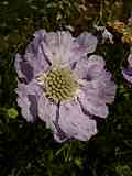 Scabiosa caucasica