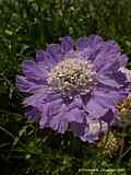 Scabiosa caucasica