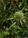 Scabiosa caucasica