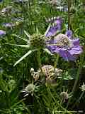 Scabiosa caucasica