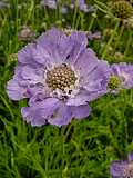 Scabiosa caucasica