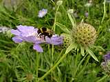 Scabiosa caucasica