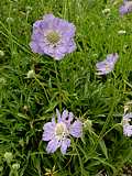 Scabiosa caucasica