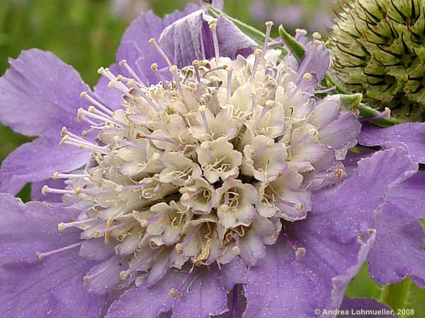 Scabiosa caucasica