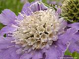 Scabiosa caucasica