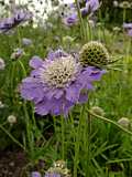 Scabiosa caucasica